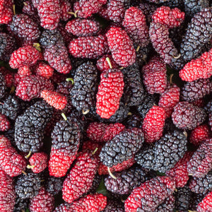 Mulberry